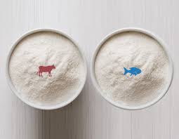 bovine versus fish collagen